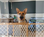 Small #1 German Shepherd Dog
