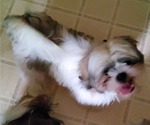 Small Photo #20 Shih Tzu Puppy For Sale in SAINT CHARLES, MO, USA