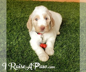 Goldendoodle-Poodle (Standard) Mix Puppy for sale in OVERGAARD, AZ, USA