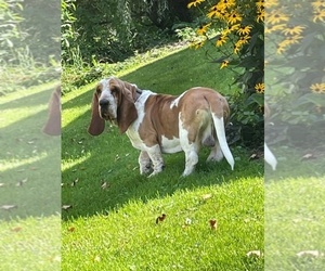 Father of the Basset Hound puppies born on 07/27/2021