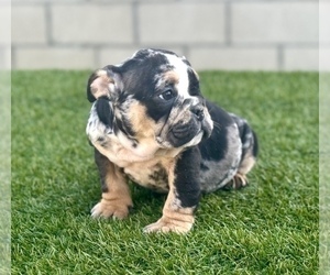 English Bulldog Puppy for sale in WILSON, WY, USA