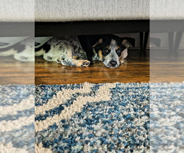 Medium Photo #4 Australian Shepherd-Unknown Mix Puppy For Sale in Springdale, PA, USA