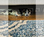 Small #3 Australian Shepherd Mix