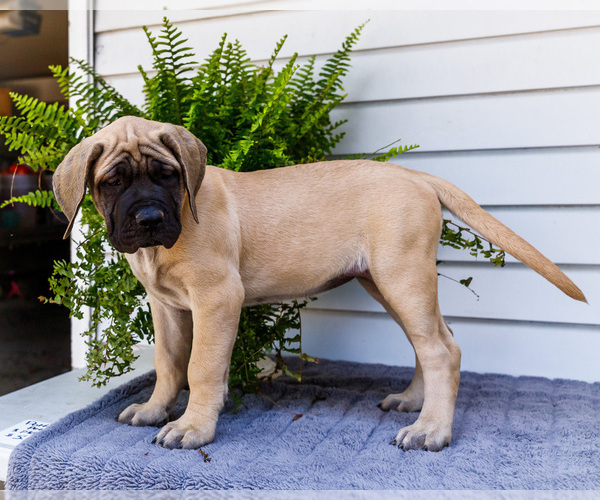 Medium Photo #7 Mastiff Puppy For Sale in WAKARUSA, IN, USA