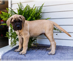 Small #5 Mastiff