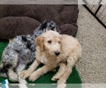 Small Photo #16 Labradoodle Puppy For Sale in SAN ANTONIO, TX, USA