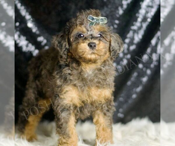 Medium Photo #1 Poodle (Miniature) Puppy For Sale in WARSAW, IN, USA