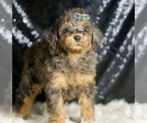 Poodle (Miniature) Puppy for sale in WARSAW, IN, USA