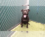 BLACKY - Male Mutt Dog for Adoption - Small photo