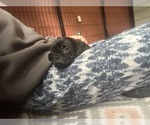 Small Photo #16 Frenchie Pug Puppy For Sale in BLOOMINGTON, IL, USA
