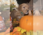 Puppy 1 Goldendoodle