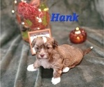 Small #12 Havanese