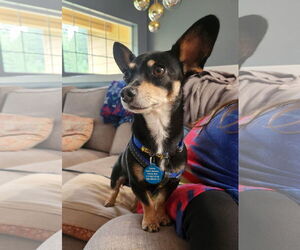 Chihuahua-Unknown Mix Dogs for adoption in Bellevue, WA, USA