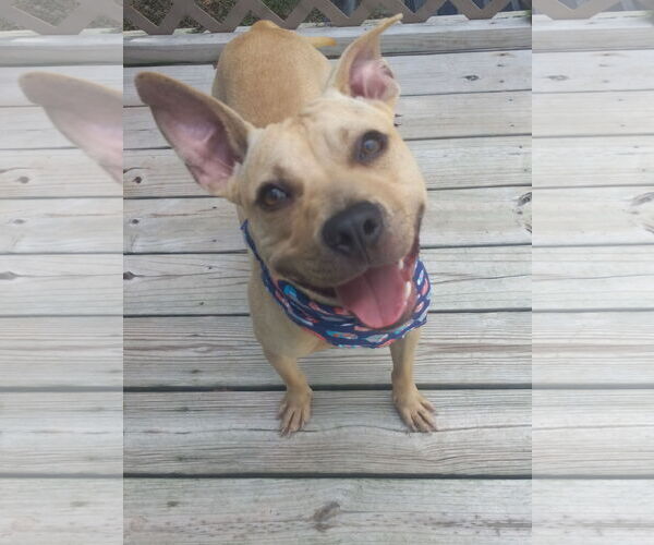 Medium Photo #15 American Pit Bull Terrier Puppy For Sale in Murfreesboro, NC, USA