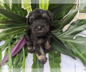 Schnauzer (Miniature) Puppy for sale in FORT PIERCE, FL, USA