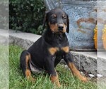 Small Photo #5 Doberman Pinscher Puppy For Sale in NARVON, PA, USA