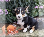 Small #3 Pembroke Welsh Corgi