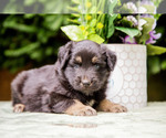 Puppy Chief Australian Shepherd