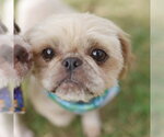 Small Shih Tzu Mix