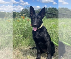 German Shepherd Dog Puppy for Sale in WACO, Texas USA