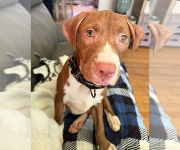 Medium Photo #1 Mutt Puppy For Sale in Spotsylvania, VA, USA