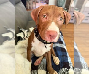 Mutt Dogs for adoption in Spotsylvania, VA, USA