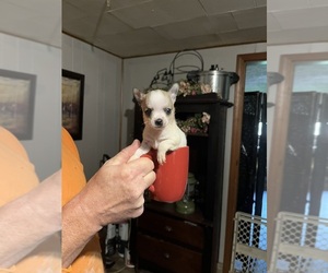 Chihuahua Puppy for sale in COAL CITY, IN, USA