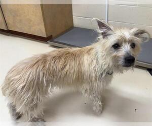 Cairn Terrier-Unknown Mix Dogs for adoption in Center Township, PA, USA