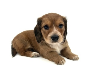 Dachshund Puppy for sale in FAIRBANK, IA, USA