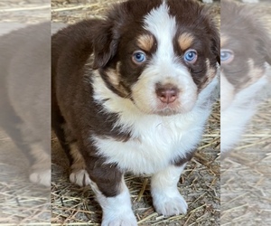 Australian Shepherd Puppy for sale in RANDOLPH, NY, USA