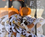 Small #4 English Springer Spaniel
