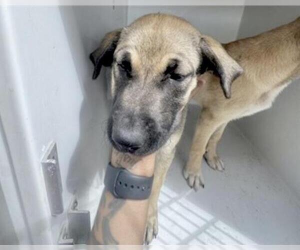 Medium Photo #1 Great Dane-Labrador Retriever Mix Puppy For Sale in Houston, TX, USA