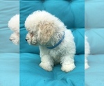 Small Photo #5 Bichpoo Puppy For Sale in BOWLING GREEN, KY, USA
