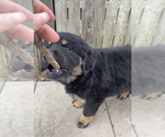 Small Photo #5 Rottweiler Puppy For Sale in AKRON, OH, USA