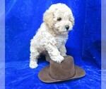 Small Photo #10 Poodle (Miniature) Puppy For Sale in NORWOOD, MO, USA
