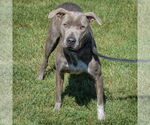 Small #3 American Staffordshire Terrier-Boxer Mix