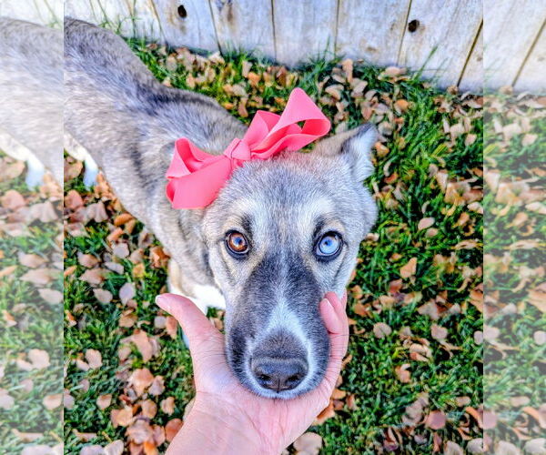 Medium Photo #4 Mutt Puppy For Sale in Sandy, UT, USA