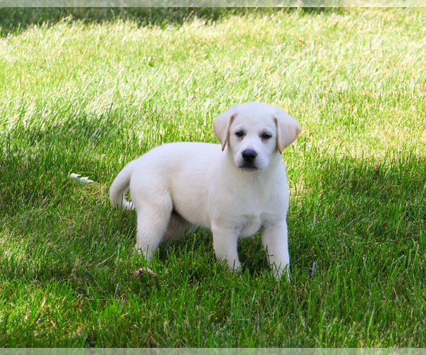 Medium Photo #9 Labrador Retriever Puppy For Sale in SYRACUSE, IN, USA
