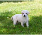 Small #8 Labrador Retriever