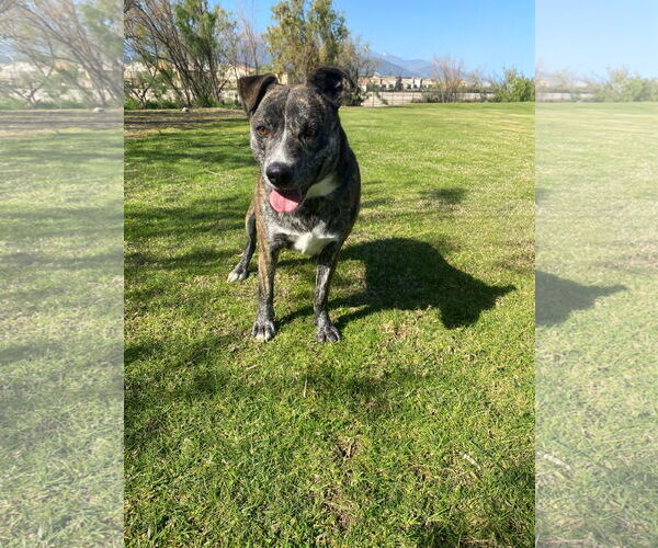 Medium Photo #1 Mutt Puppy For Sale in La Verne, CA, USA