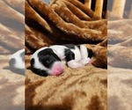 Small #2 Sheepadoodle