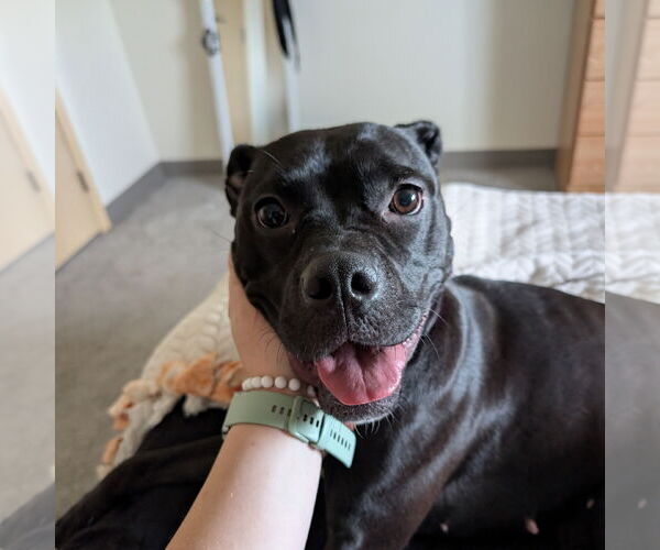 Medium Photo #3 American Pit Bull Terrier-Unknown Mix Puppy For Sale in Fargo, ND, USA