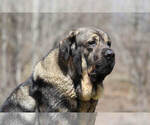Small Photo #20 Spanish Mastiff Puppy For Sale in DRYDEN, VA, USA
