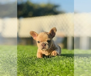 French Bulldog Puppy for sale in LONG BEACH, CA, USA