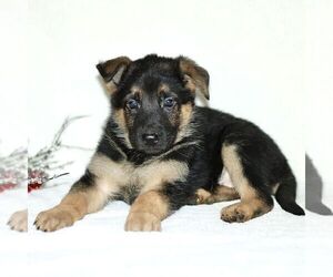 German Shepherd Dog Puppy for sale in PARADISE, PA, USA