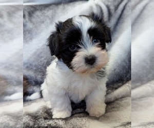 Havanese Puppy for sale in POST FALLS, ID, USA