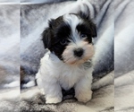 Image preview for Ad Listing. Nickname: BUBBLES