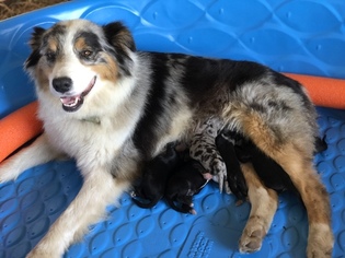 Father of the Aussiedoodle puppies born on 05/09/2018