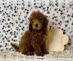 Goldendoodle (Miniature) Puppy for sale in FRANKLIN, IN, USA