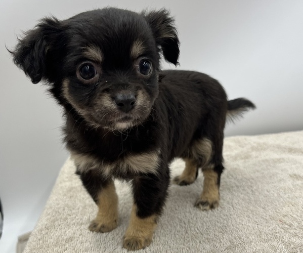 Medium Photo #1 Chorkie Puppy For Sale in SAINT AUGUSTINE, FL, USA